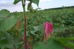 Image of cotton bloom