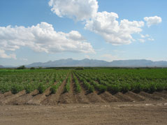 NMSU Seed Certification