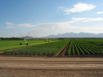 Image of field