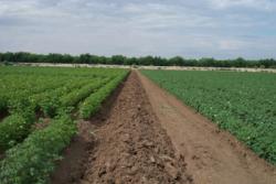 Cotton field 